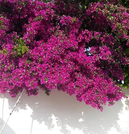 Thalia * Piso Livadi